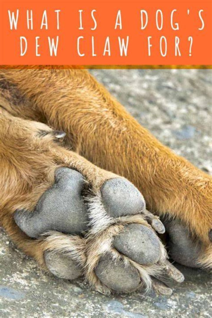 Does every dog have a dew claw?