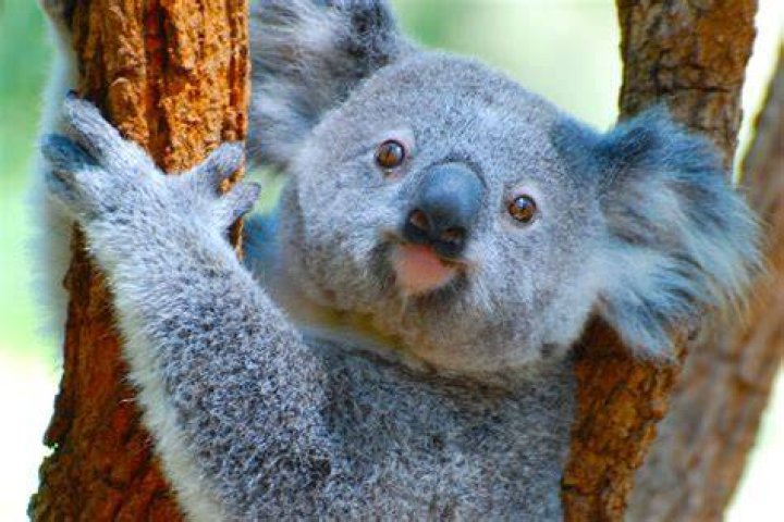 Does every koala have chlamydia?