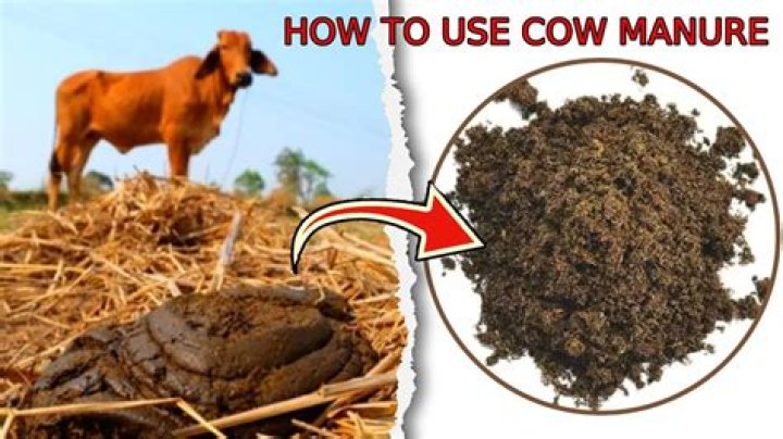 Does farmyard manure smell?