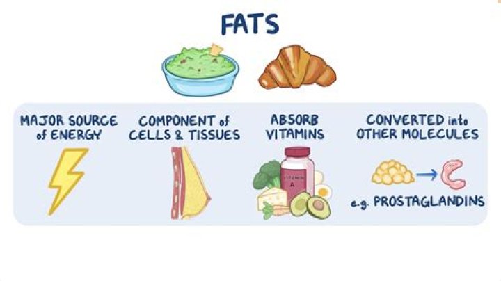Does fat protect the body from temperature extremes?