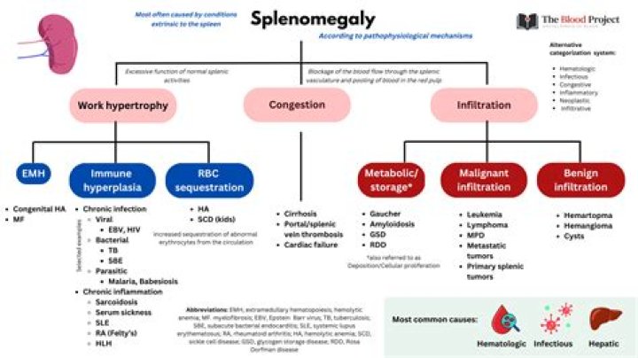 Does fatty liver causes splenomegaly?