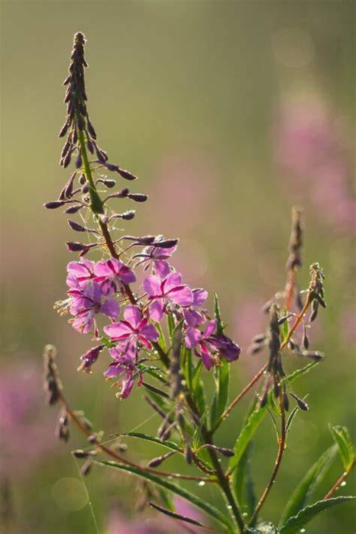 Does fireweed grow in michigan?