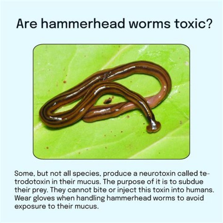 Does flatworms have eyes?