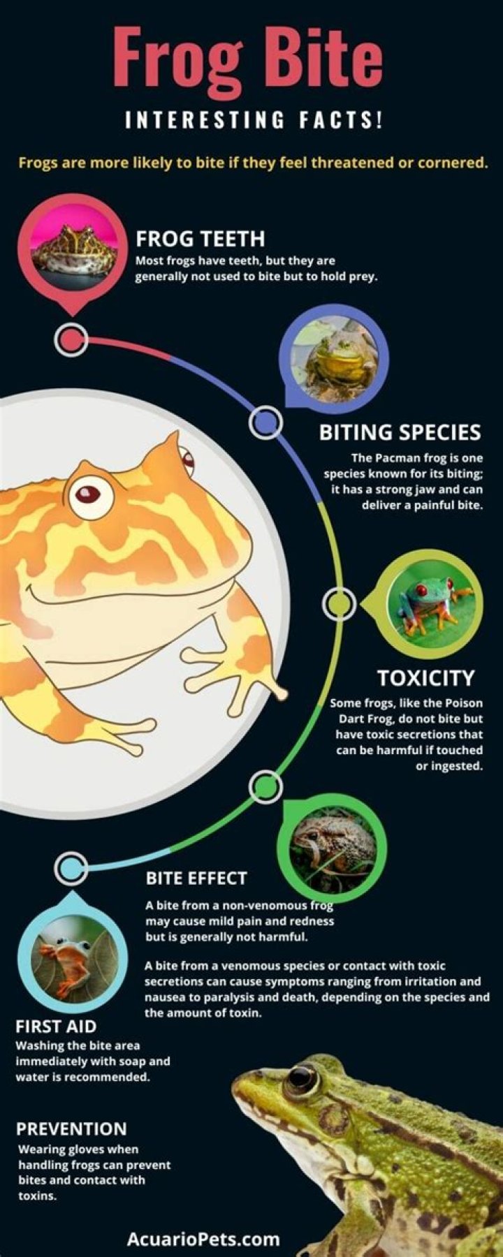 Does frog bite hurt?