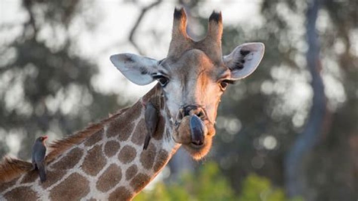 Does giraffe have voice?