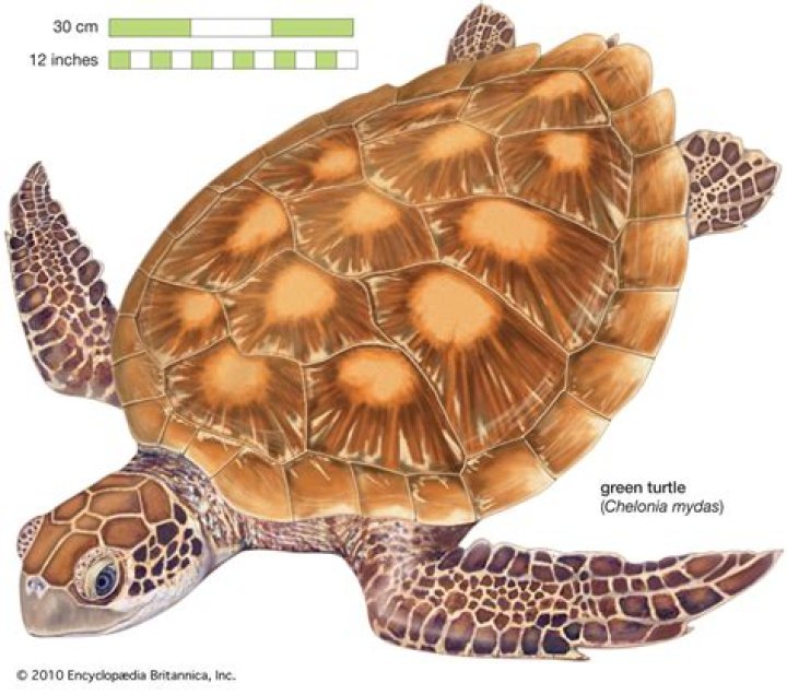 Does green sea turtle have scales?