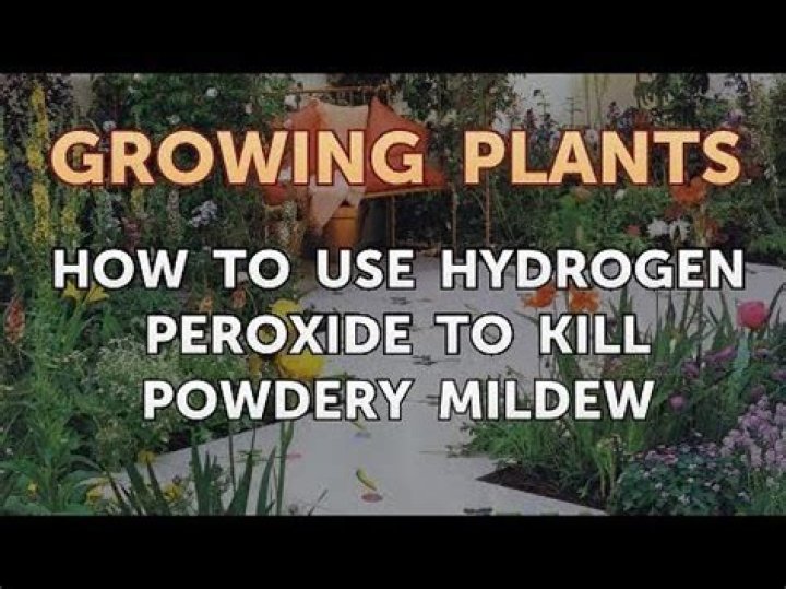 Does hydrogen peroxide kill powdery mildew?