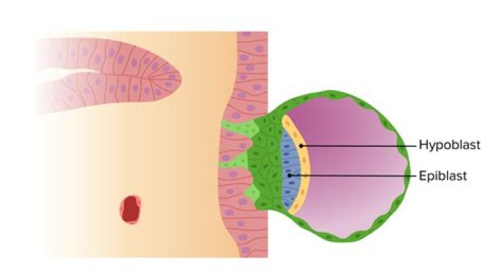 Does hypoblast form endoderm?