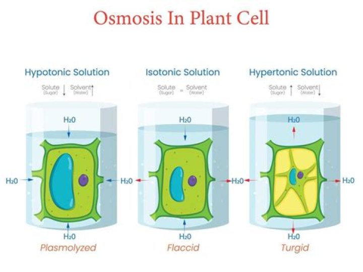 Does hypotonic cause osmosis?