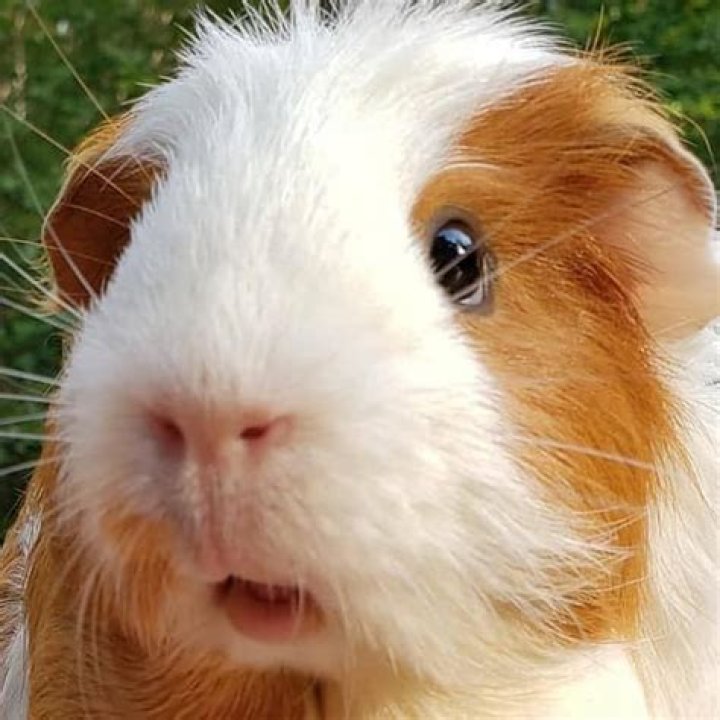 Does it mean when a guinea pig purrs?