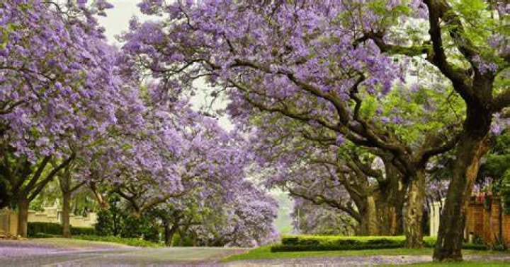 Does jacaranda grow in uk?