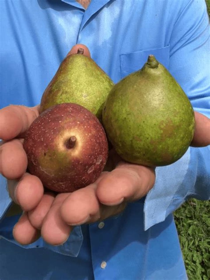 Does kieffer pear pollinate moonglow?