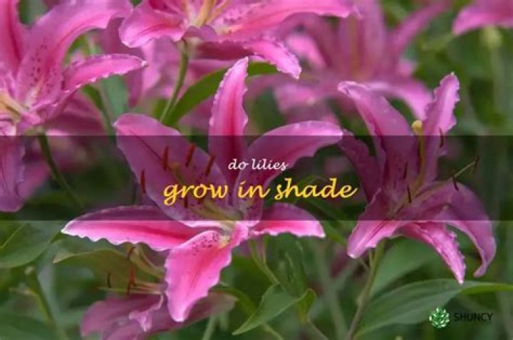 Does lilies grow in shade?