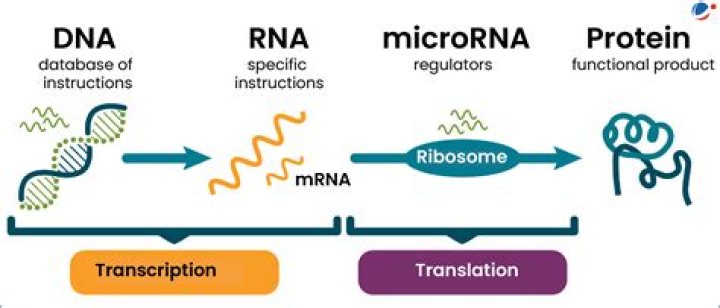 Does mrna interact with dna?