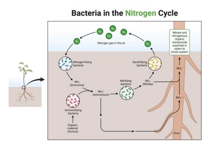Does nitrifying bacteria need light?