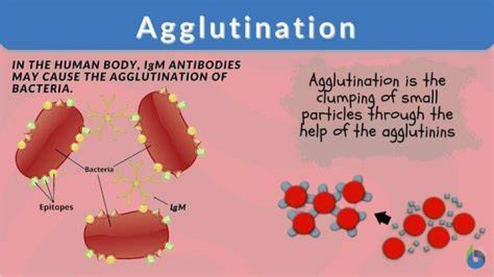 Does o blood agglutinate?
