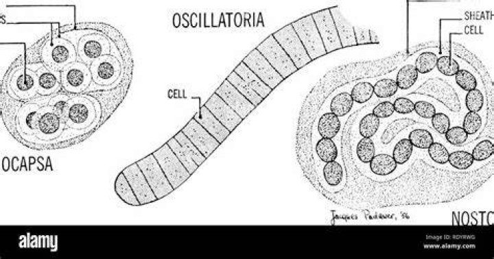 Does oscillatoria have chloroplasts?