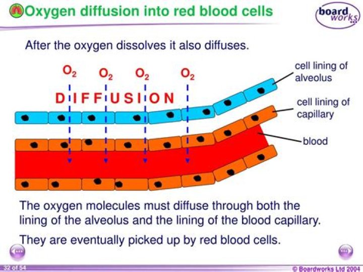 Does oxygen diffuse into cells?