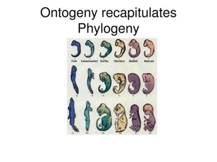 Does phylogeny recapitulates ontogeny?