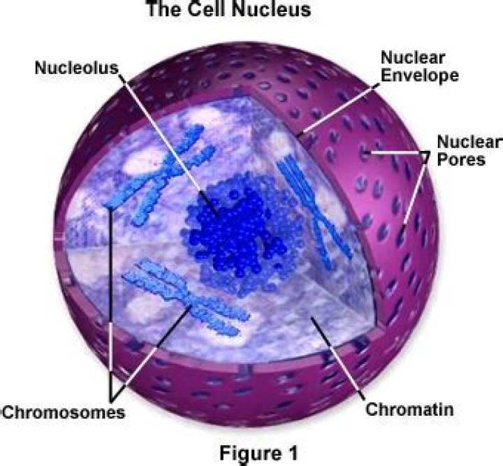 Does plant cells have a nucleus?