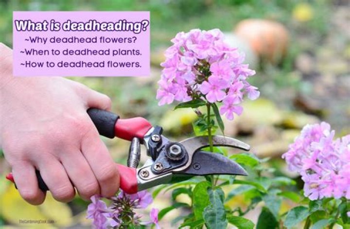 Does potentilla need deadheading?