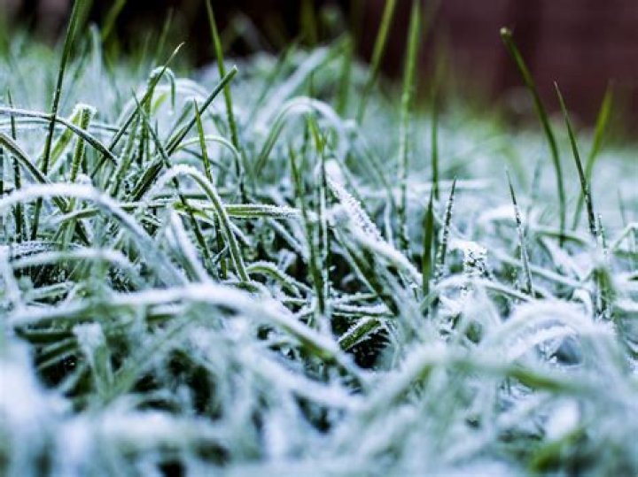 Does quack grass die in the winter?