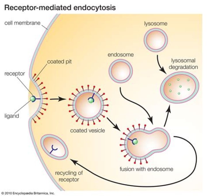Does receptor mediated endocytosis require membrane proteins?