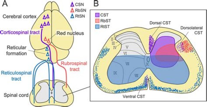 Does reticulospinal tract decussation?