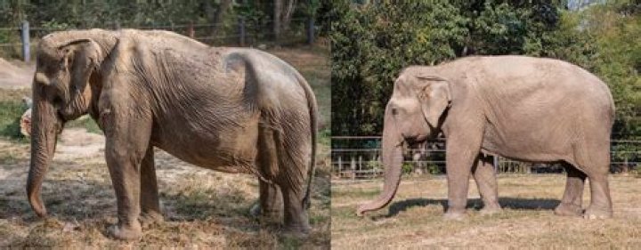 Does riding elephants hurt their backs?