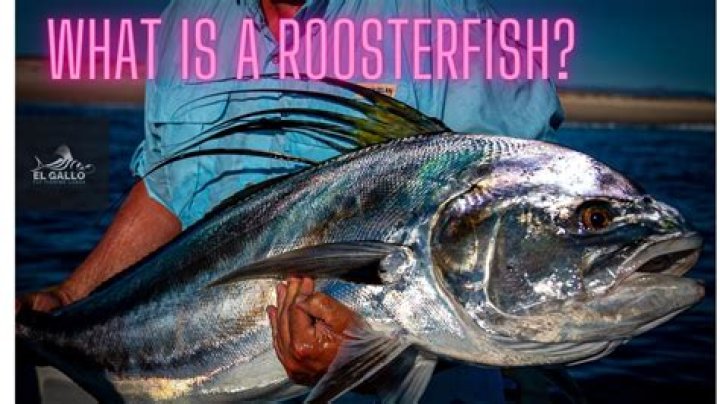 Does rooster fish taste good?