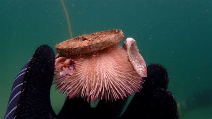 Does sea urchins have bones?