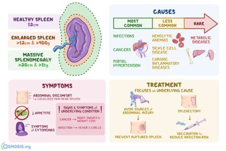 Does splenectomy affect immune system?