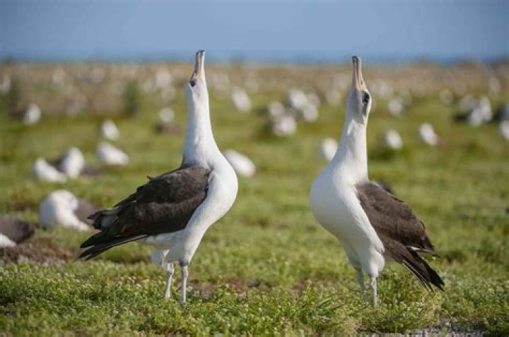Does the albatross mate for life?