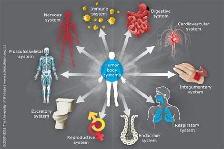 Does the body have subsystems?