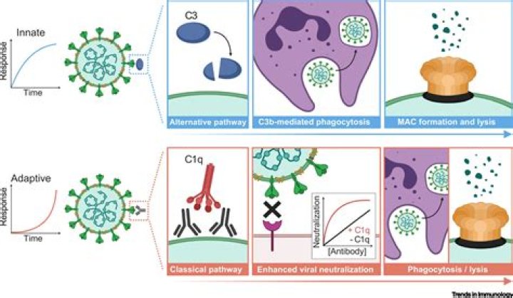 Does the complement system kill viruses?