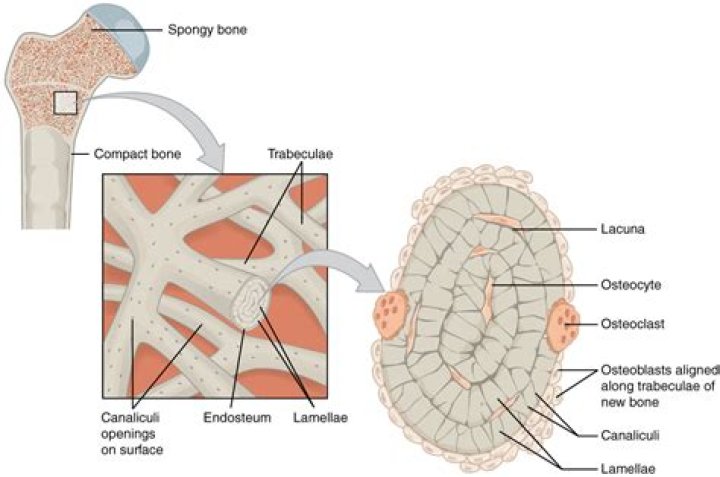 Does trabecular bone have osteons?