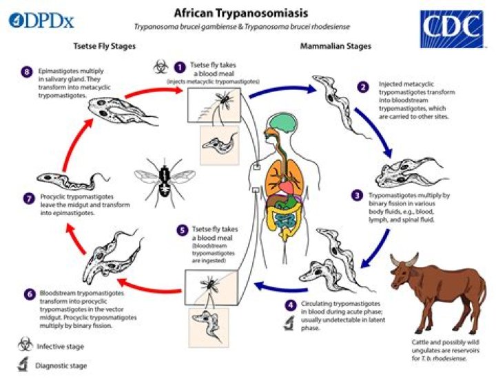 Does trypanosoma cause malaria?