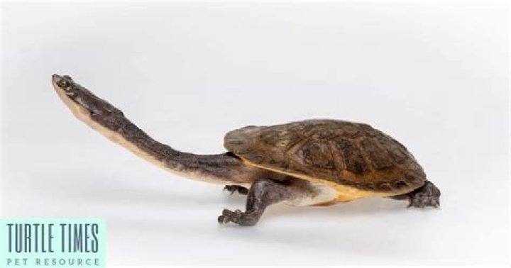 Does turtle have necks?