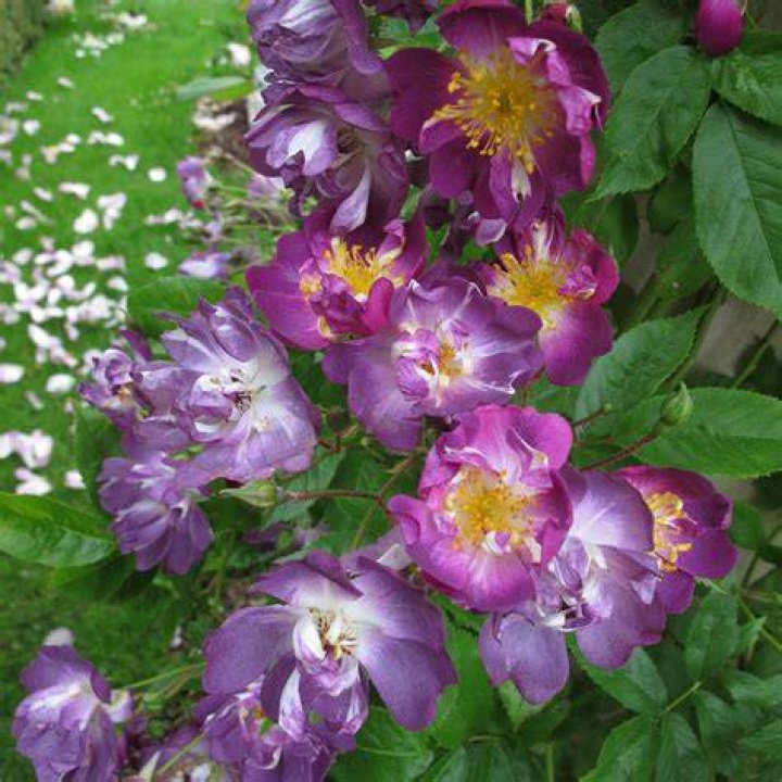 Does veilchenblau rambler rose has thorns?