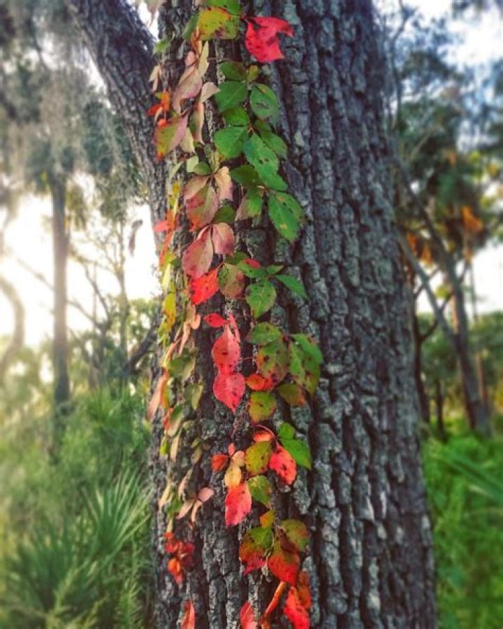 Does wild grape vine kill trees?