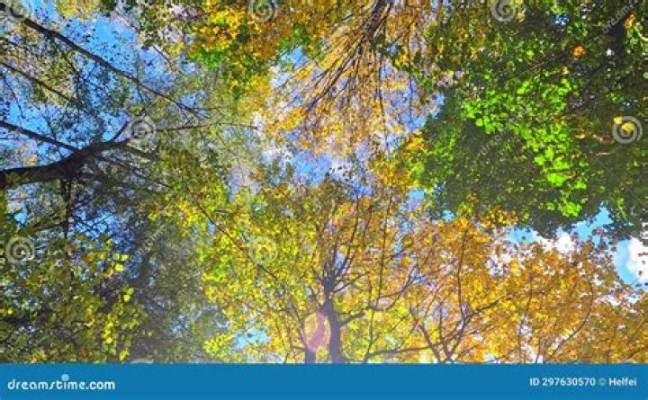 During autumn deciduous trees lose their?