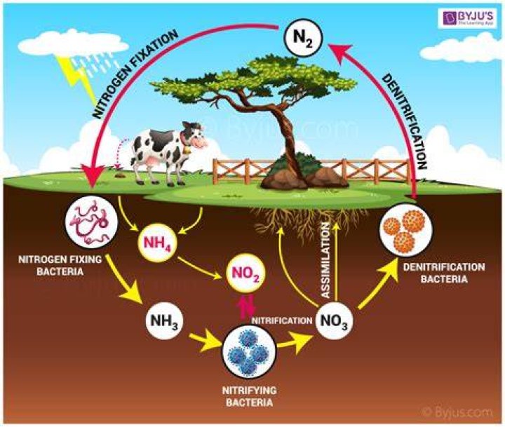 During biological nitrogen fixation nitrogen is converted to?