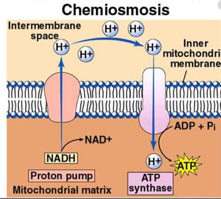 During chemiosmosis protons diffuse?