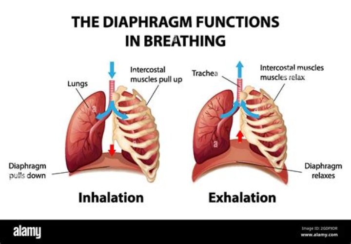 During inhalation diaphragm relaxes?