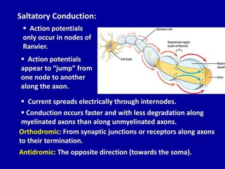 During saltatory conduction action potentials jump from this?