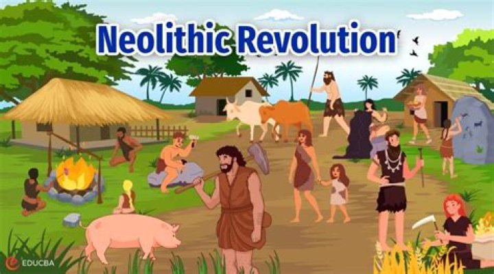 During the neolithic revolution human beings first?