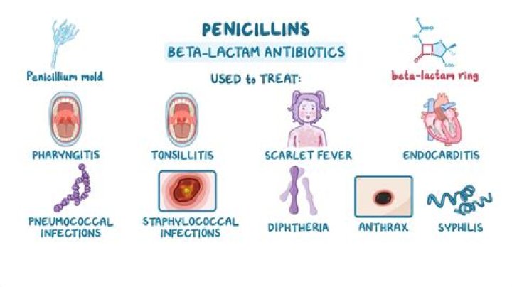 During which phase would penicillin be most effective?