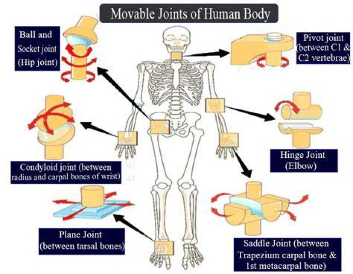 For freely movable joints?