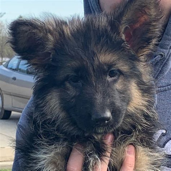 For sale german shepherds?