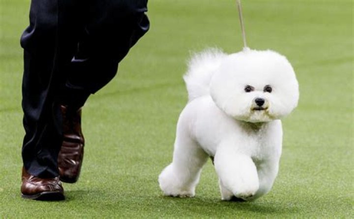 Has a bichon ever won westminster?